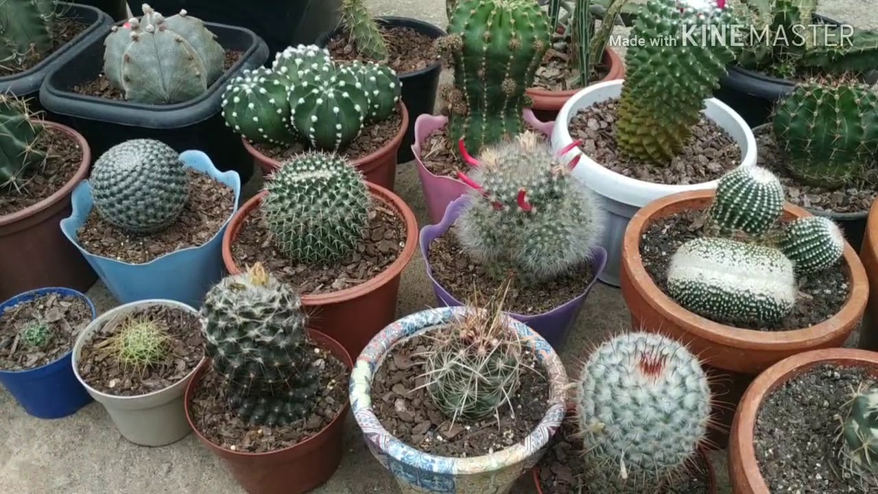 #comocultivarcactos#cactos Como cuidar de cactos #comocultivarcactos#cactos Como cuidar de cactos