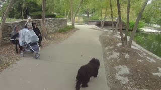 The Adventures Of Rasta Bowwow - Episode 1527 - 10 03 2017