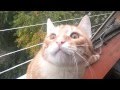 ✅КОТ ТИМА - ЗОМБИ КОТ(ШПИОН)/ZOMBIE CAT TIMA (TOP FUNNY VIDEOS) СМЕШНЫЕ КОТЫ И КОШКИ - ВИДЕО ПРИКОЛЫ