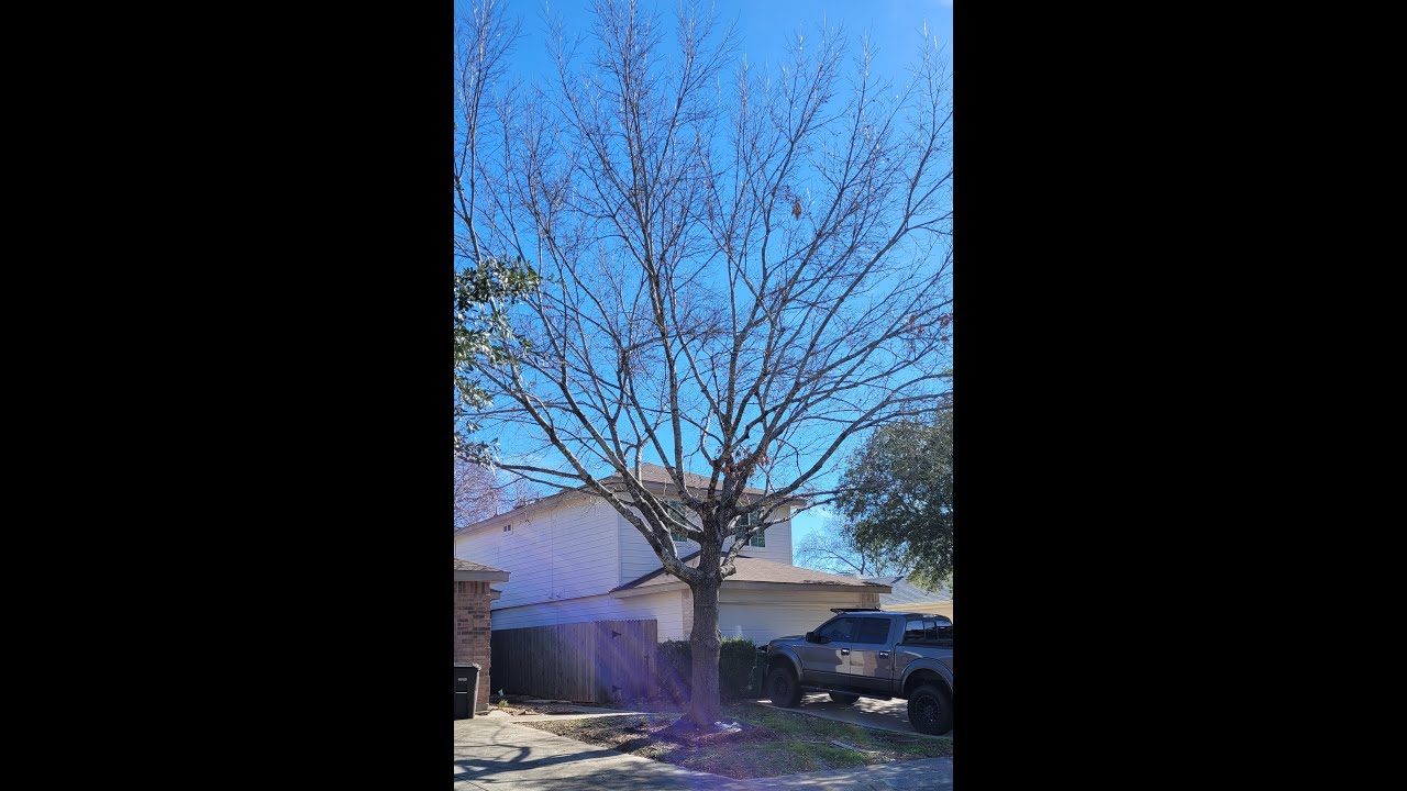 Red Oak Tree Removal (Time lapse) - YouTube