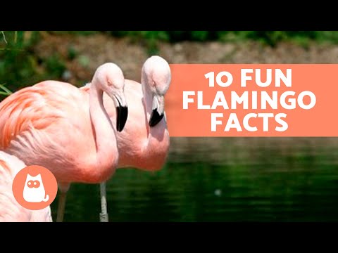 Video: Flamingo (bird): a brief description, features and interesting facts