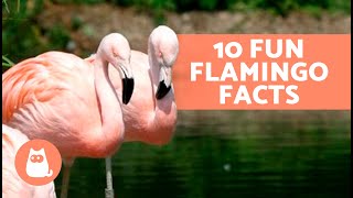 10 FUN FACTS About FLAMINGOS That May Surprise You