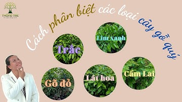 Cách phân biệt các cây gỗ quý _CT Thông Tre -0909364007