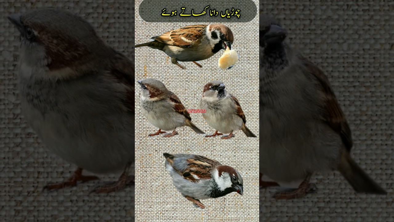 Little Birds Eating Grains Peacefully in Front of the House