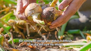 more than just an onion: Skillful Harvesting