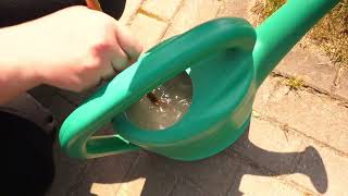 Microdoctor Paenibacillus spp. sveikai šaknų sistemai – vystymuisi, įsišaknijimui