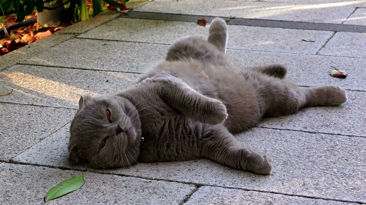 Epic Cat, Dog and Pet moments 