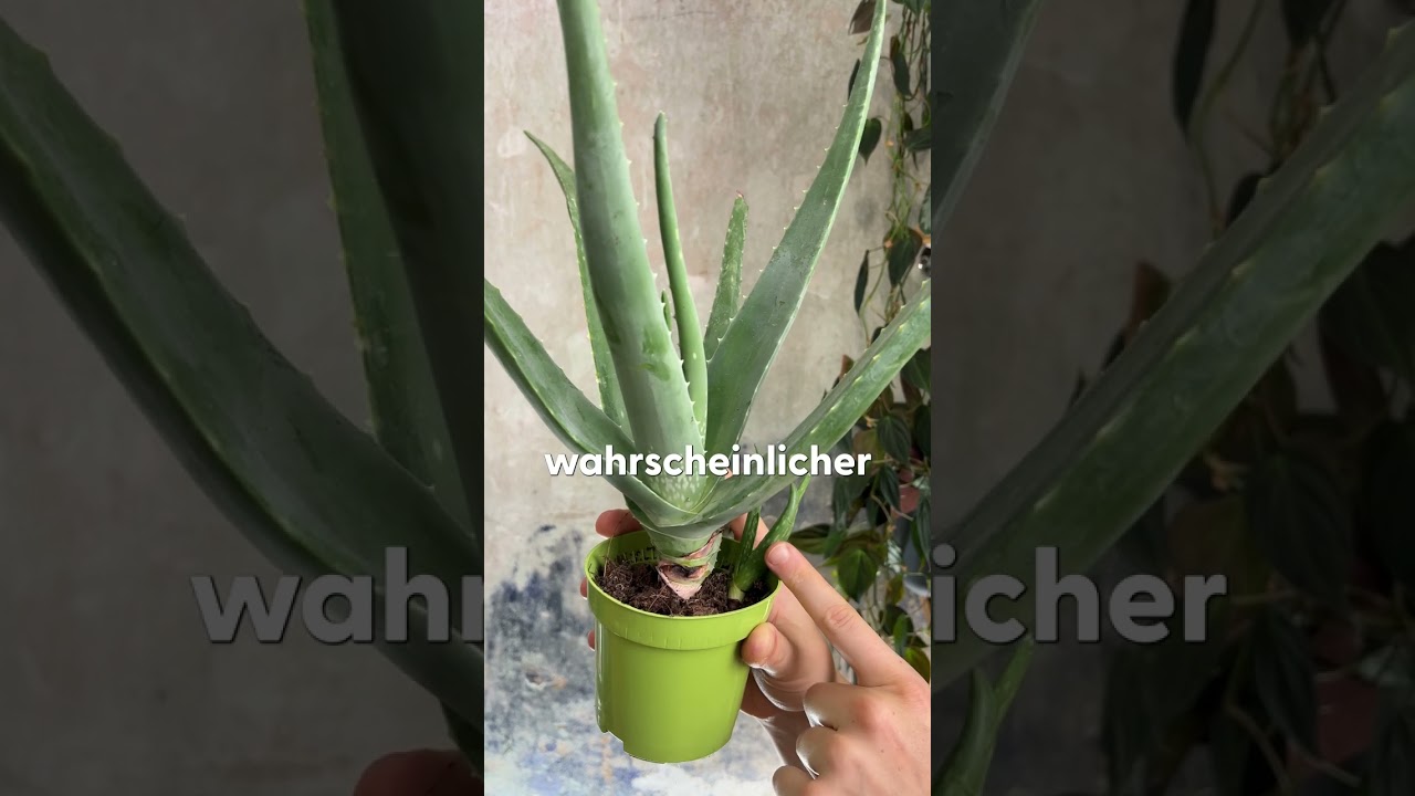 Endless aloe vera  It's so easy to propagate your aloe! #plants #aloevera  #succulent #shorts - YouTube