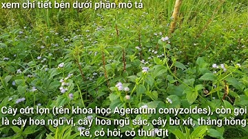 10-Cây cứt lợn (tên khoa học Ageratum conyzoides), còn gọi là cây hoa ngũ vị, cây hoa ngũ sắc