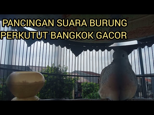 PANCINGAN SUARA BURUNG PERKUTUT BANGKOK GACOR class=