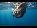 The Azores | Photographing Sperm Whales with Dr Chris Brown and Krystle Wright