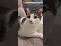 おメメくりくり小鉄の背後に栗まんじゅうが…🌰