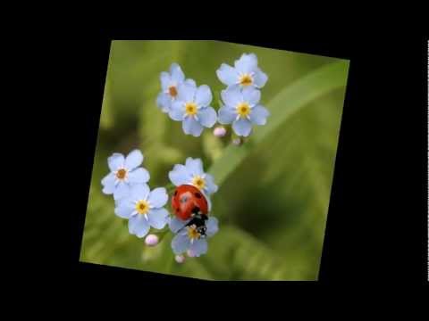 მამუკა ჩარკვიანი  - უფალო შეგვიწყალენ