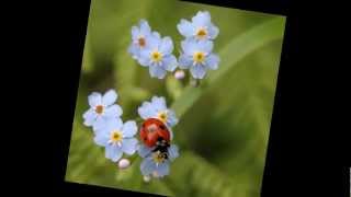 მამუკა ჩარკვიანი - უფალო შეგვიწყალენ