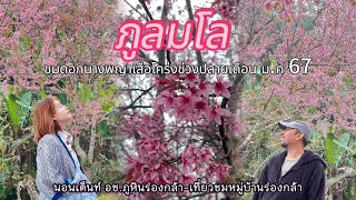 VLOG24:ภูลมโล ฝ่าไอหมอก ชมดอกนางพญาเสือโคร่ง เก็บทุกแปลง ใครอยากรู้ต้องชม ว่าสมคำร่ำลือมั้ย