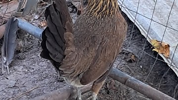 Gamefowl breeder #5 Hens