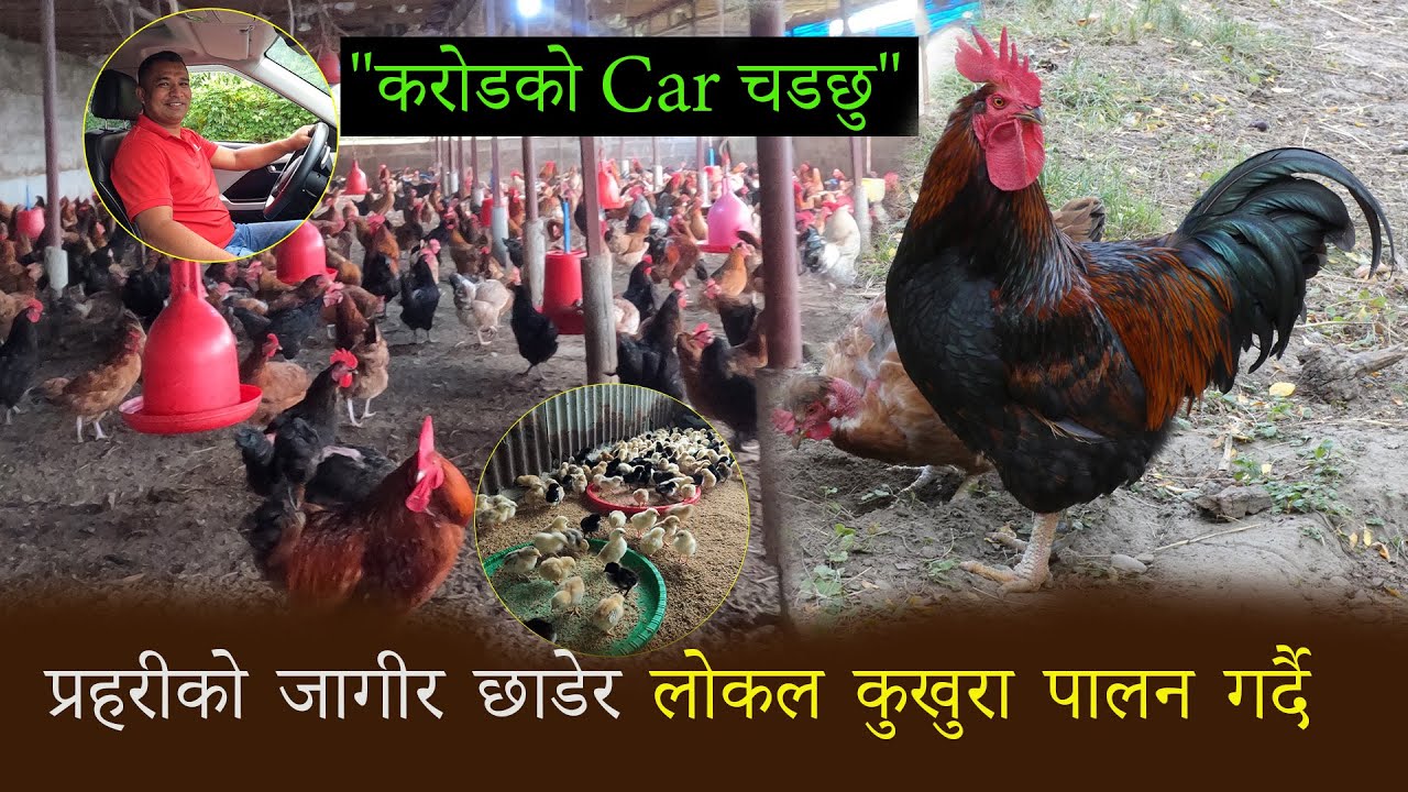 लोकल कुखुरा पालन बाट करोडौंको गाडी सम्पत्तिको मालिक || Local Chicken Farming In Nepal || MissionEp05