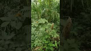 Download Lagu Sampurasu# MP3