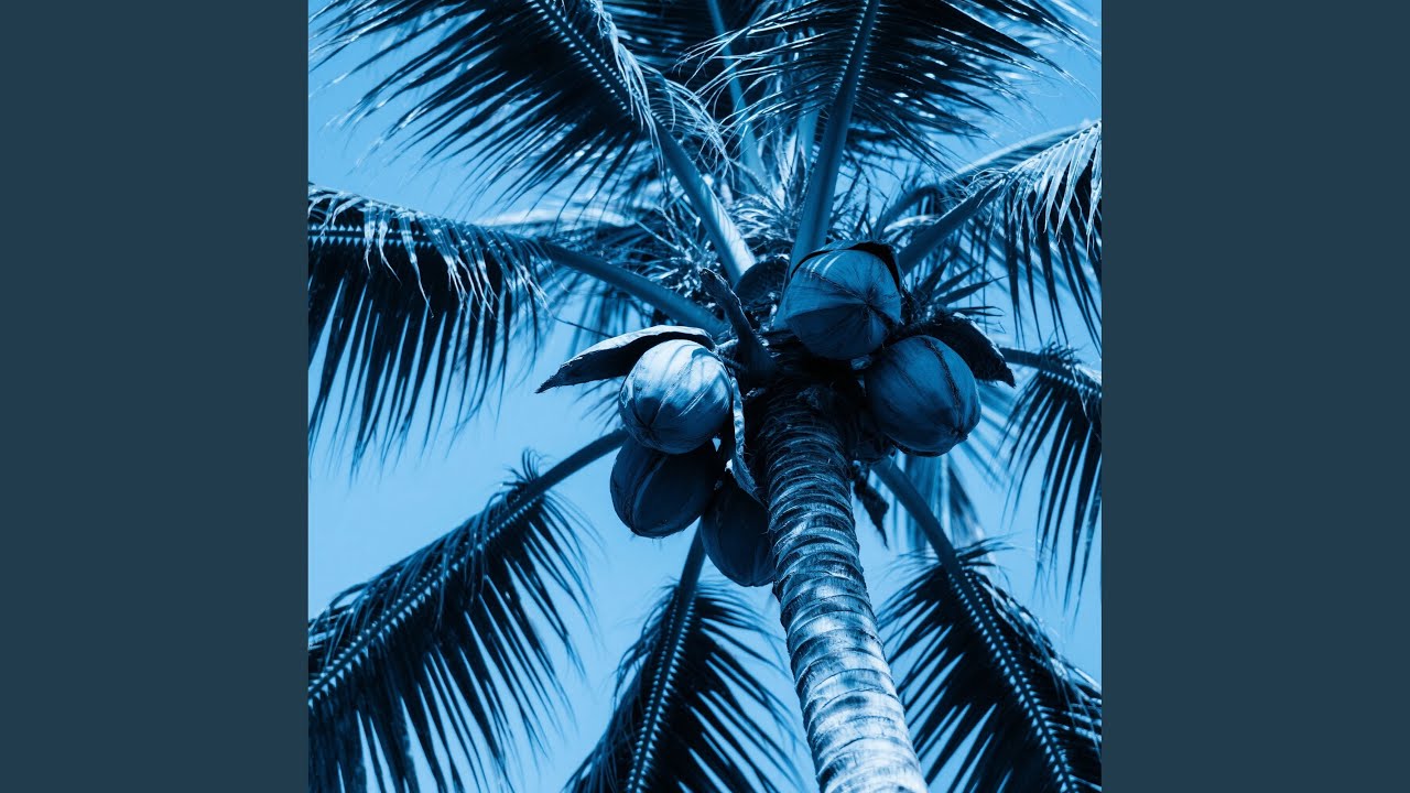 the blue of the coconut tree