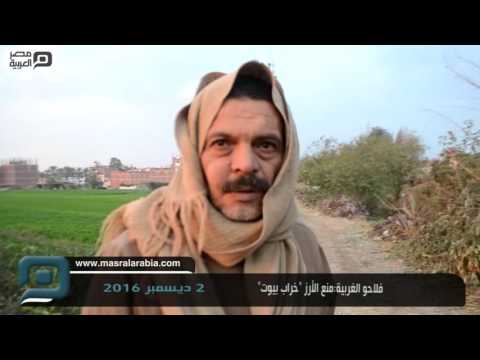 مصر العربية فلاحو الغربية منع الأرز خراب بيوت