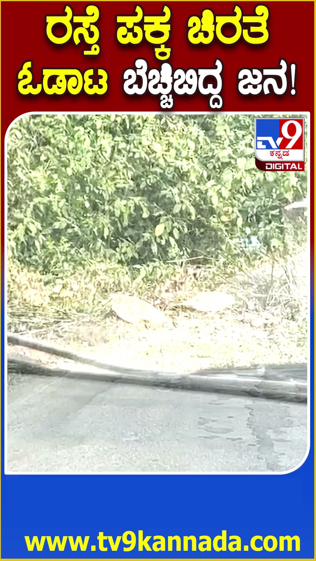 ಕುದುರೆಮುಖ ರಾಷ್ಟ್ರೀಯ ಹೆದ್ದಾರಿಯ ರಸ್ತೆ ಪಕ್ಕದಲ್ಲೇ ಚಿರತೆ ಓಡಾಟ.. ಬೆಚ್ಚಿಬಿದ್ದ ಸವಾರರು | #TV9D