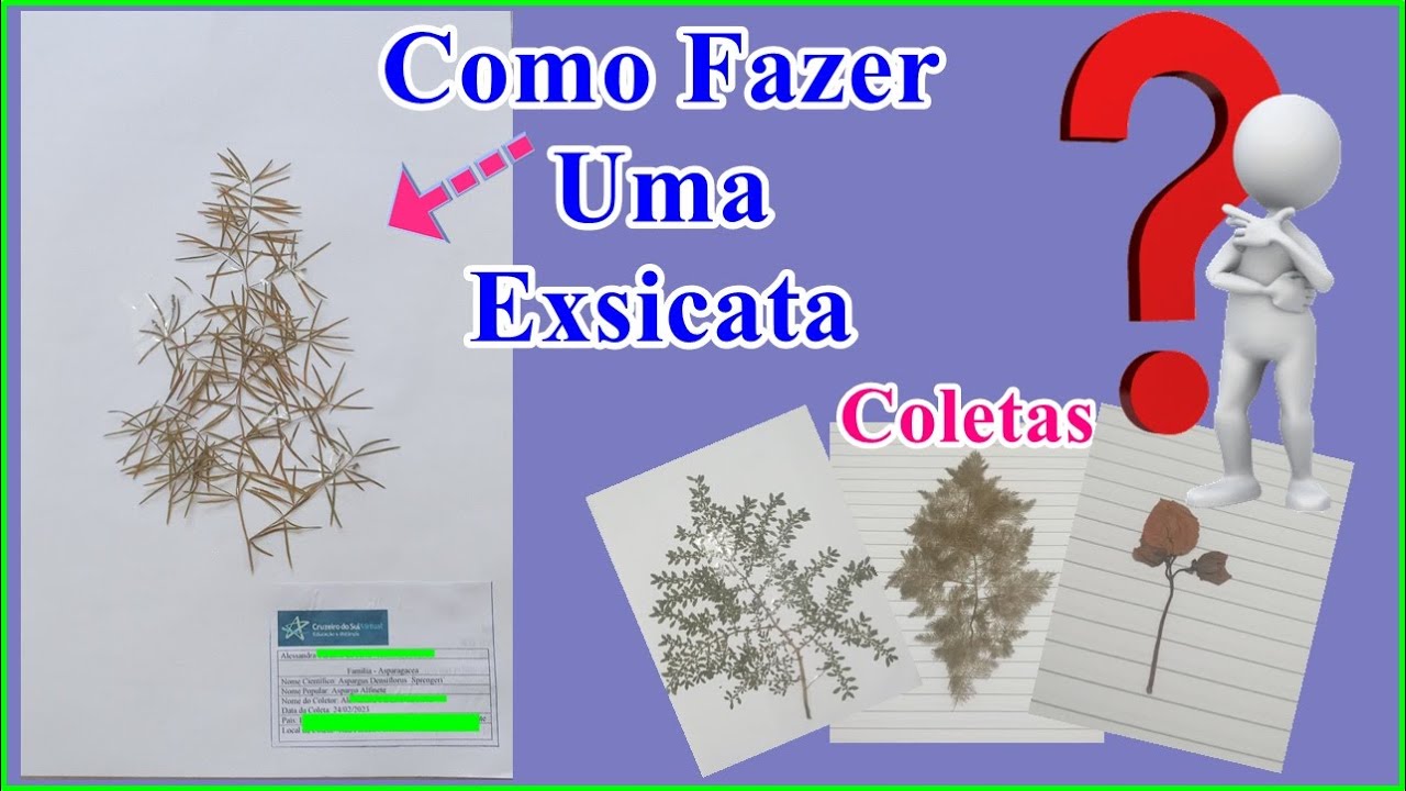 Projeto Integrador de Competência - Como fazer uma Exsicata - YouTube
