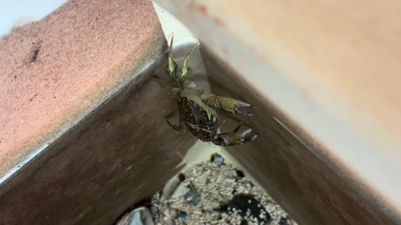Crab in the touch tank at the Seacoast Science Center