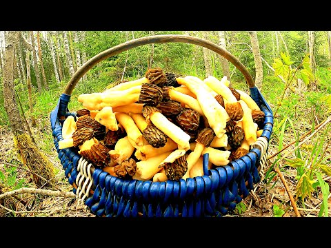 Грибы сморчки, сморчковая шапочка как вкусно приготовить деликатес ! Ресторанные грибы в июне 2022 !