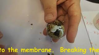How to assist-hatch a quail egg-Part 1 Helping An Quail Egg Hatch How To Saving A Baby Quail Chick Without It Bleed To Death