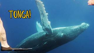 I Finally Went to Tonga to Swim With Whales… After 41 Years of Dreaming About It