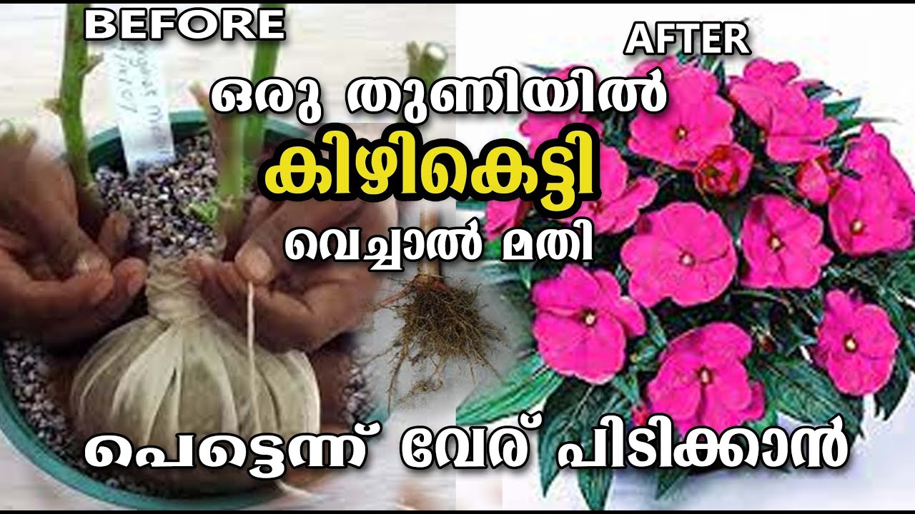 ഒരു തുണിയിൽ കിഴി കെട്ടിയാൽ എത്ര കമ്പിലും വേര് വളര്ത്താം/Balsam rooting method simple/Malayalam/poppy
