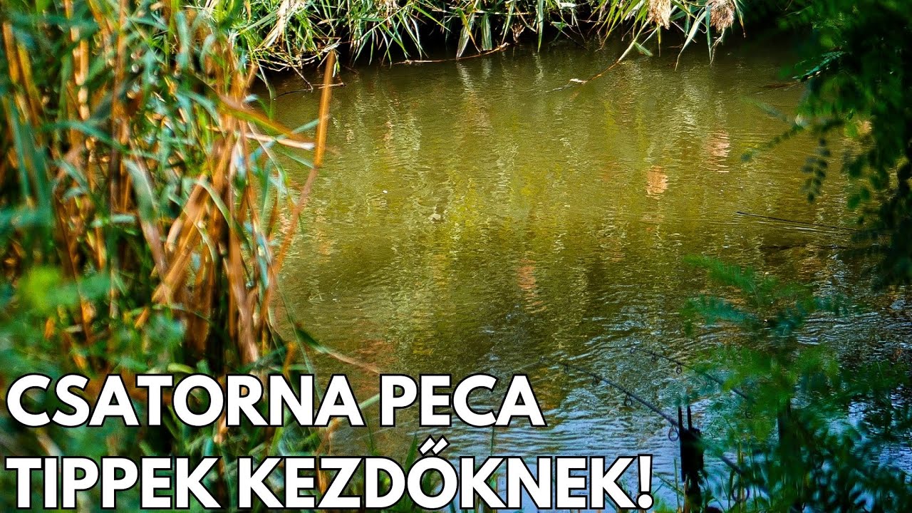Az év utolsó amurjai, csatorna peca tippek kezdőknek!🐟 