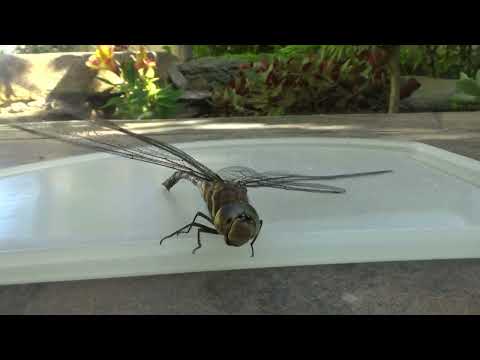 Giant dragonfly made noise like a helicopter in main room: Time to rescue - still in pyjamas!