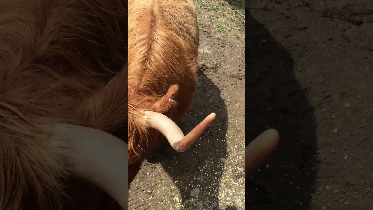 Hidden Valley Animal Adventure Park Varysburg, NY