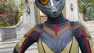 Meeting The Wasp