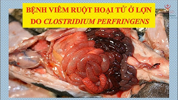 HanvetTV 🆘 Viêm ruột hoại tử ở lợn 🆘 - bệnh nguy hiểm❓❗️❓❗️