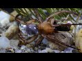 Dr. Kriska György - The Adventurous Life of the Diving Bell Spider - 2. part ( trailer )