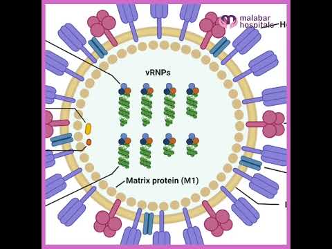 H3N2 പേടിക്കേണ്ടതുണ്ടോ ? ഡോക്ടറുടെ വാക്കുകൾ ശ്രദ്ധിക്കുക !