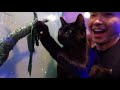 [다홍VLOG] 고양이랑 물고기의 동거생활 Living with cats and fish