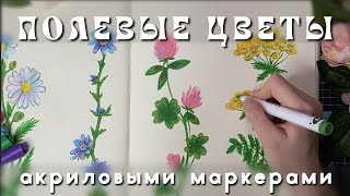 картинка: рисуем вместе полевые цветы: пижма