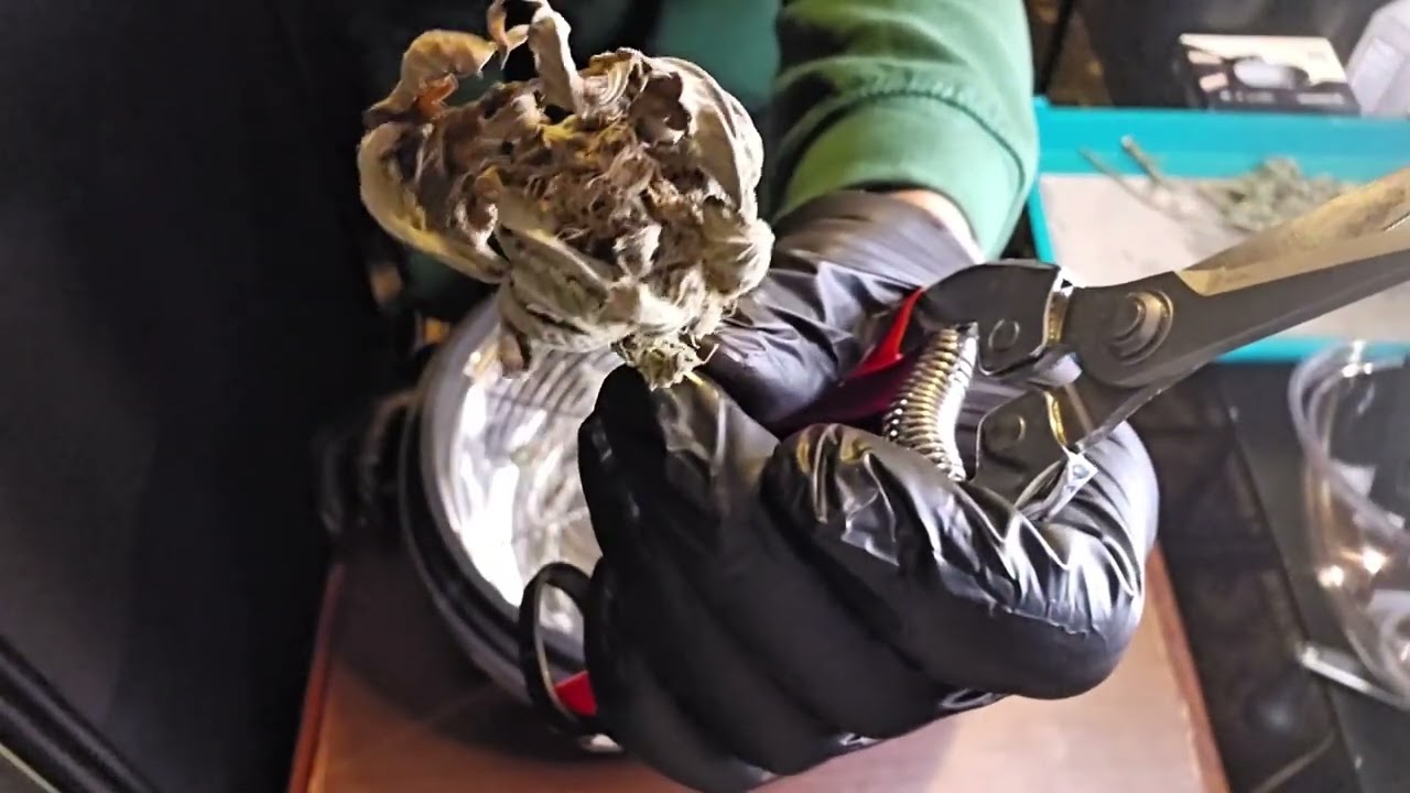 Trim day for Blackberry Kush! Using the 