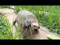 My cute Tortoise🐢