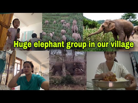Huge elephant 🐘 group in our village 😨|| Eating Delicious chicken curry 😋|| Family Vlog 
