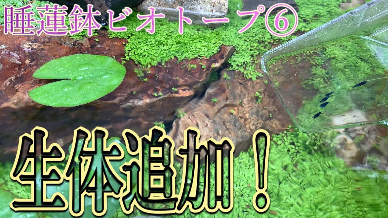 睡蓮鉢　ビオトープ maxresdefault.jpg