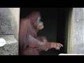 Orangutan Lily Sends Keepers and Visitors Hand Signals｜Ichikawa City Zoo 2/₂