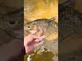Catch and eat is the basic of life #localriver #camping #fishing