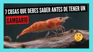 7 COSAS que DEBES SABER antes de tener un GAMBARIO o acuario de CAMARONES DE AGUA DULCE