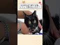 180回も回り続ける猫…どうして諦めないのか？ #感動する話