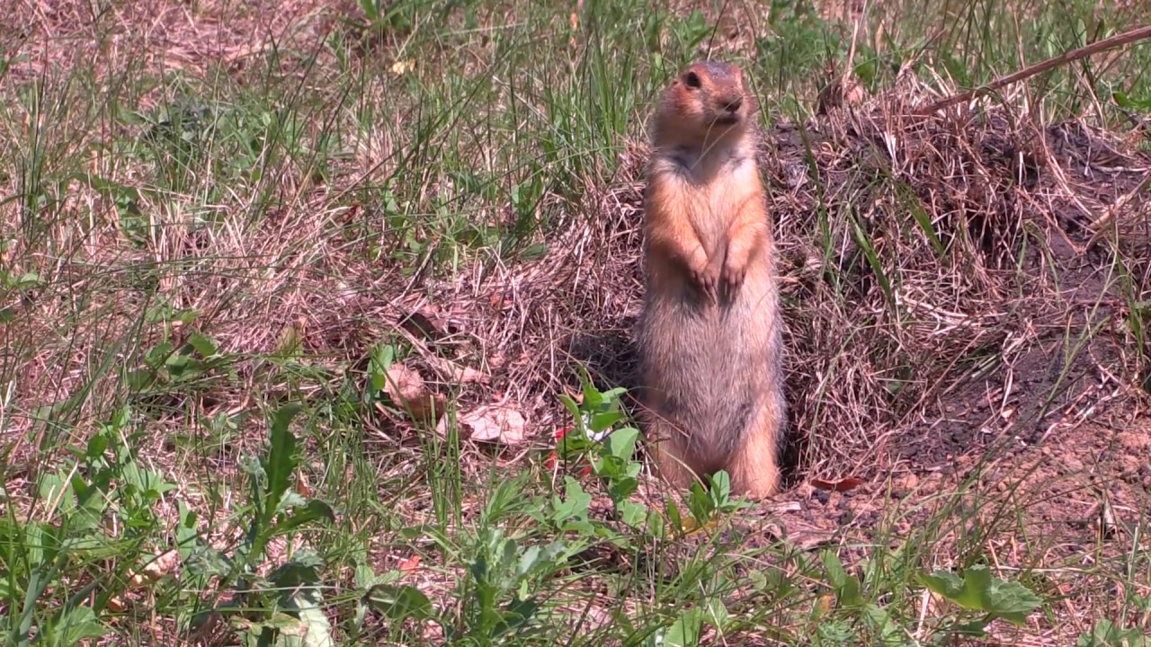 Немного из жизни суслика)