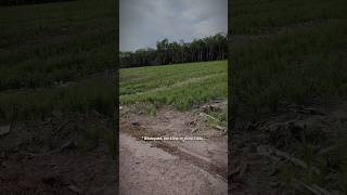 Cuộc Sống Ở Quê Kiếm Tiền Cũng Dễ